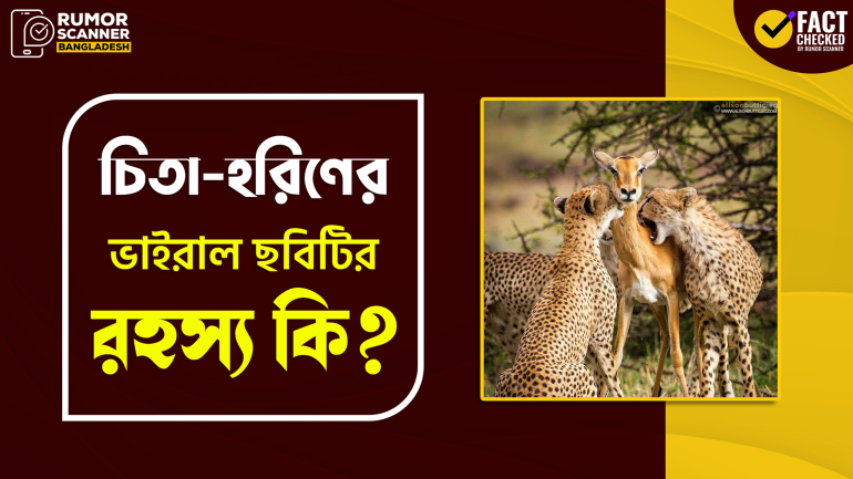 Fact Check: চিতা-হরিণের ভাইরাল ছবিটির শিরোনামের গল্পটি ভুয়া
