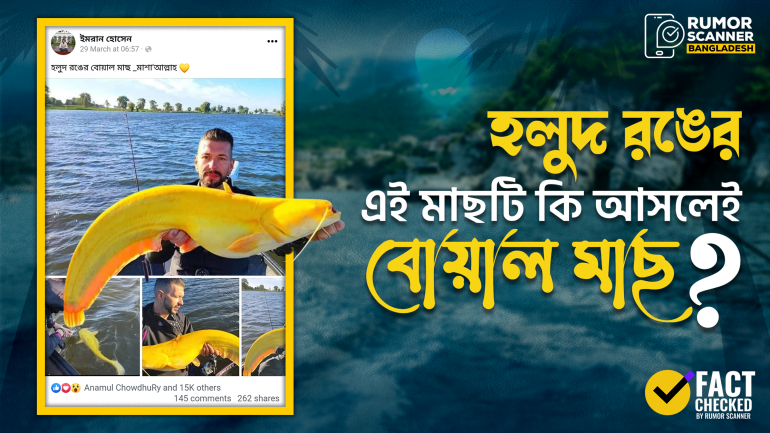 হলুদ রঙের বোয়াল মাছ দাবিতে ওয়েলস ক্যাটফিশের ছবি প্রচার
