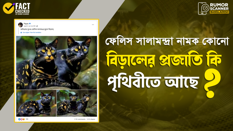 ফেলিস সালামন্দ্রা বিড়াল দাবিতে প্রচারিত ছবি গুলো বাস্তব নয়
