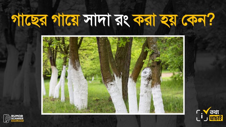 গাছের গায়ে সাদা রং করা হয় কেন?