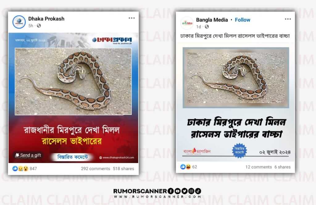 রাসেল'স ভাইপার